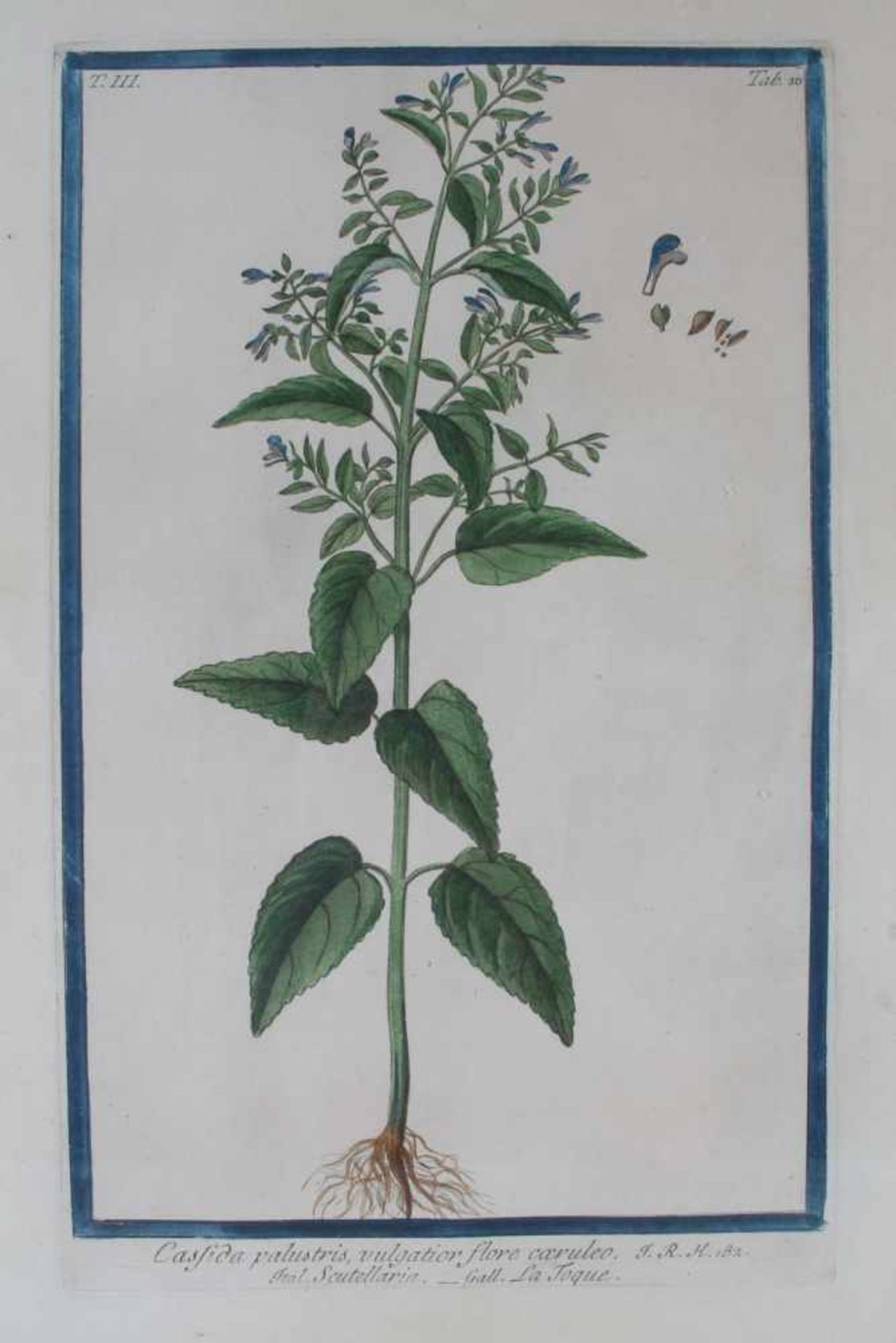 18. Jahrhundert, 3 altkoloriert Pflanzen Kupferstiche,Kupferstiche, diverse botanische - Bild 3 aus 4