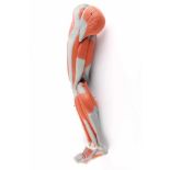3B Scientific Anatomie Beinmuskel Modell, 9-teiliges 3B Smart Anatomie Modell des linken Beines,
