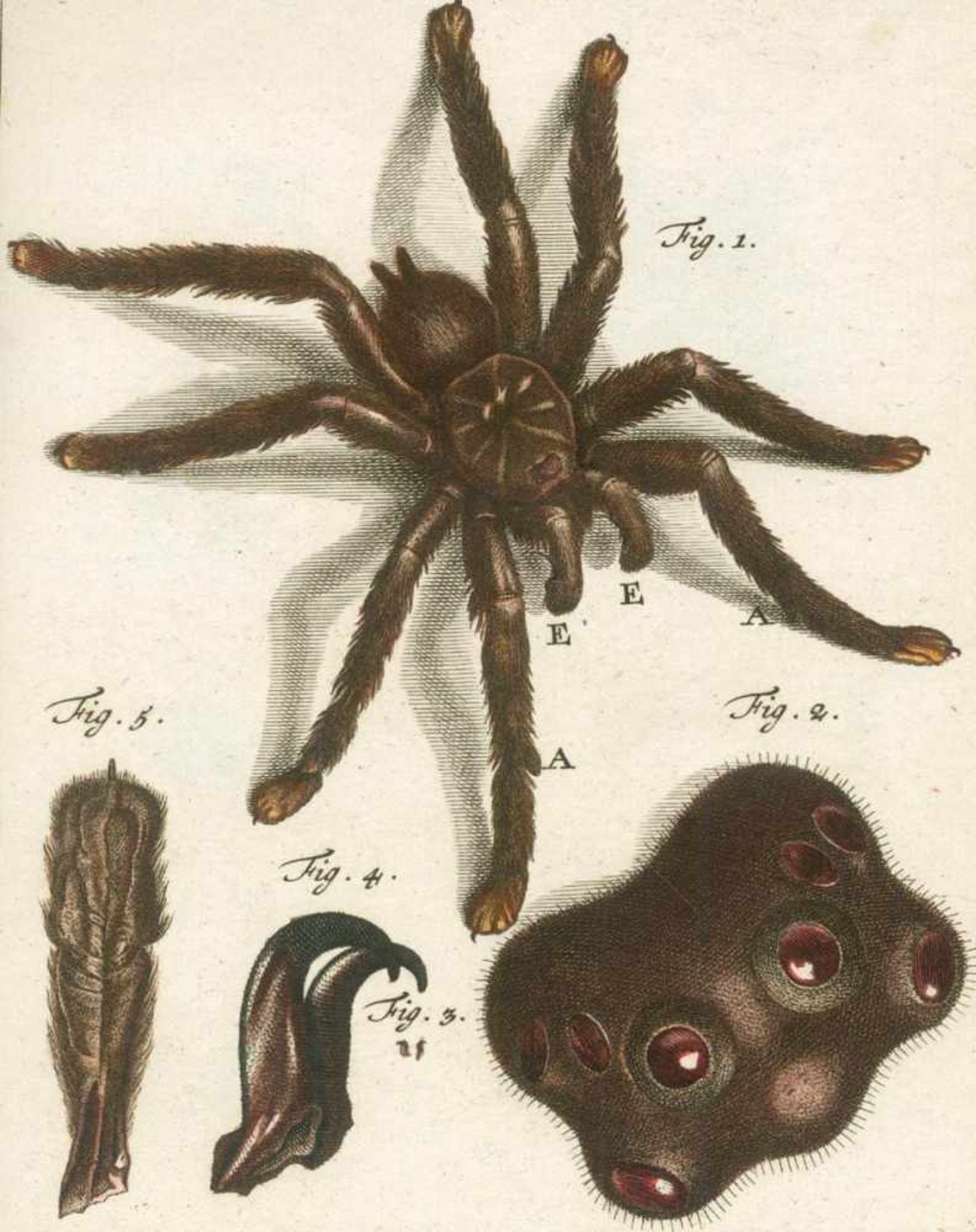 Rösel von Rosenhof,A.J.Der monatlich herausgegebenen Insecten-Belustigung... 4 Text- u. 2 - Bild 2 aus 2