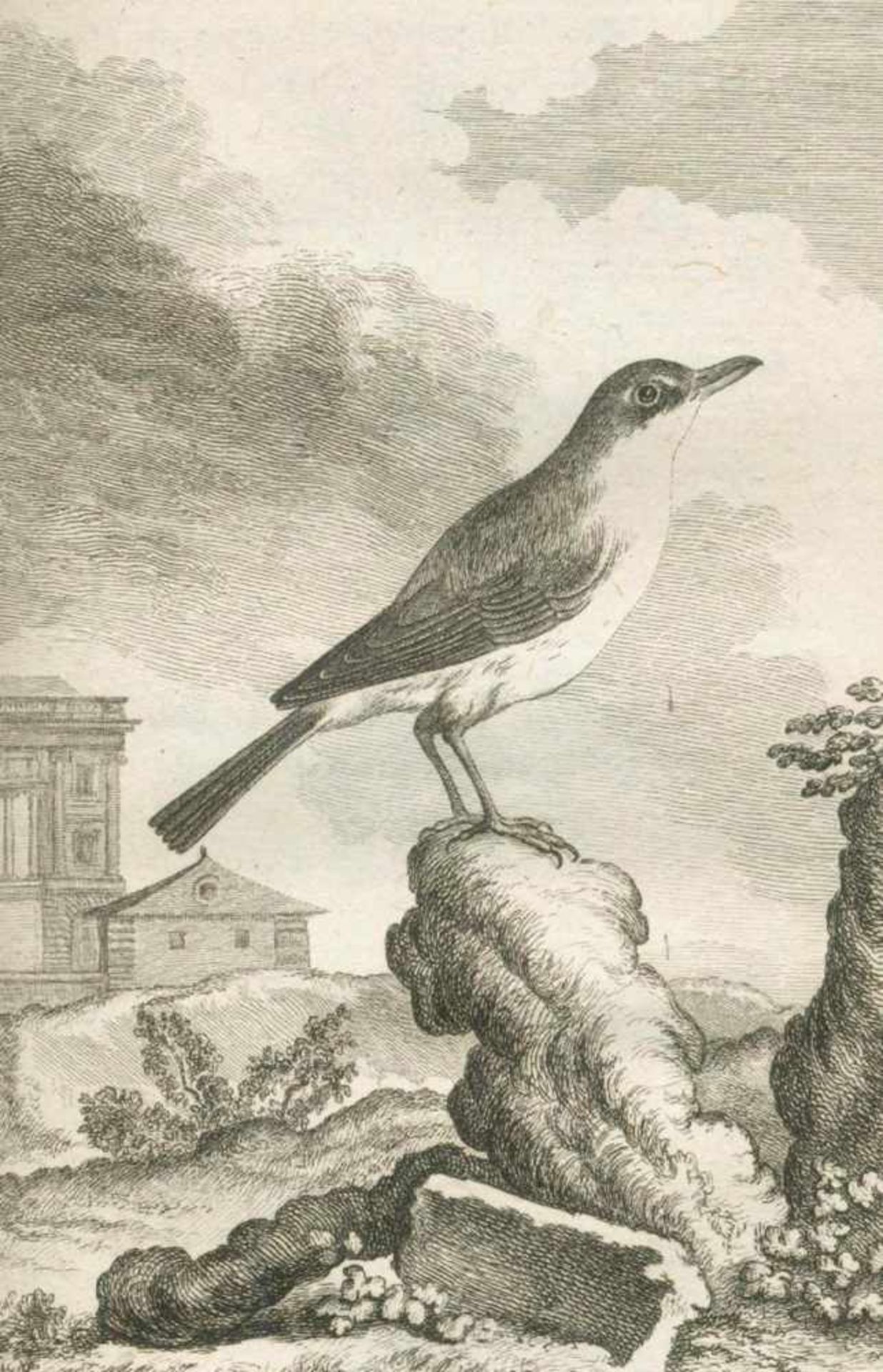 (Buffon,G.L.L.de).Histoire naturelle des oiseaux. 18 Bde. Paris 1770-85. Mit 262 Kupfertaf.