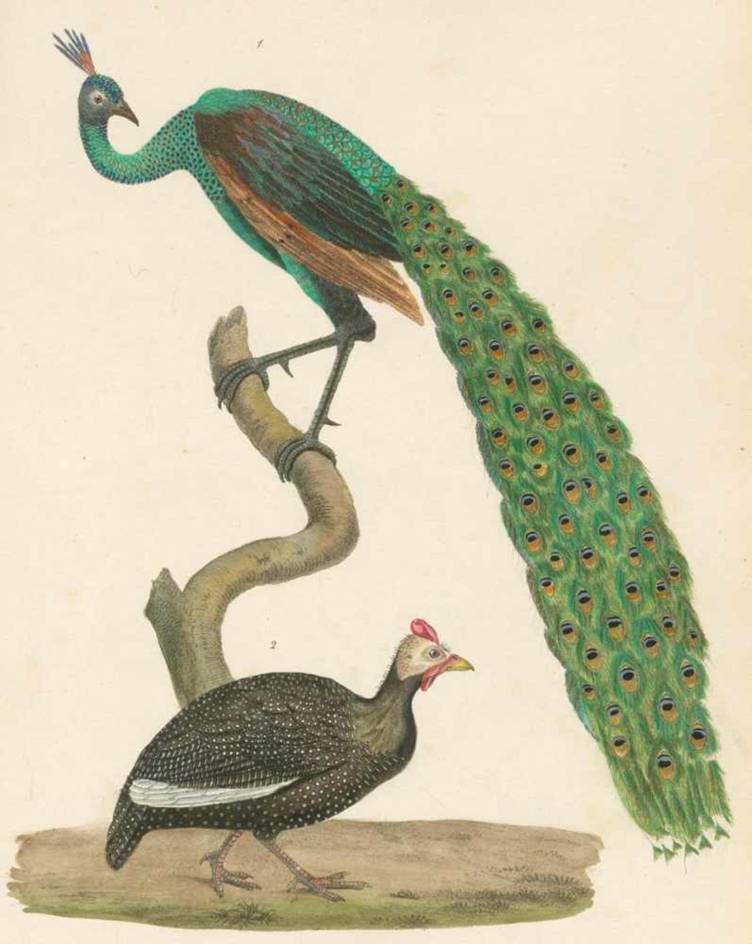 Schinz,H.R.Naturgeschichte der Vögel. 2. umgearb. Aufl. Zürich, Hanke 1854. Gr.4°. Mit 126 (davon - Bild 2 aus 2