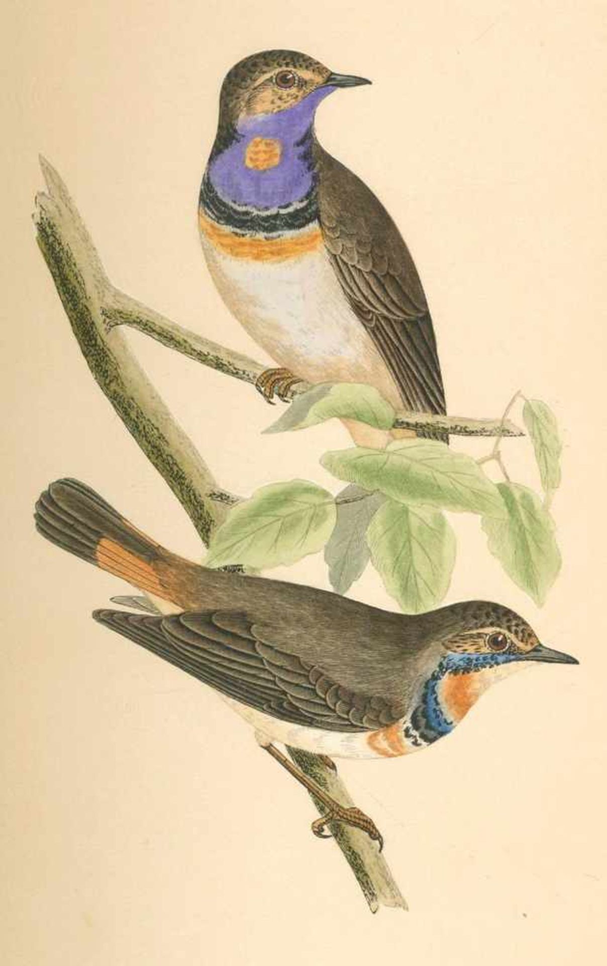 Bree,C.R.A history of the birds of Europe, not observed in the British Isles. 4 Bde. London,