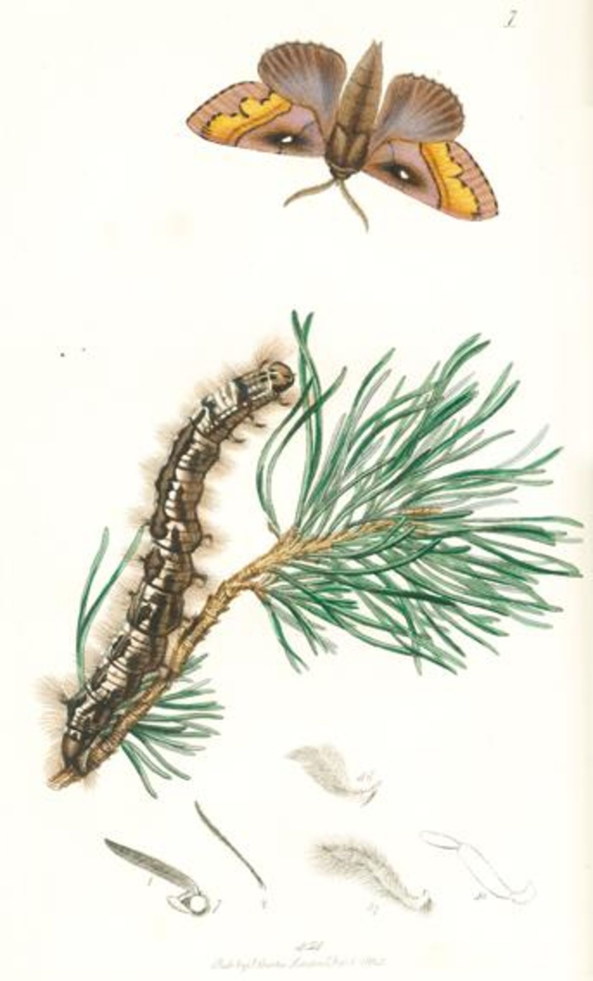 Curtis,J.British Entomology; being Illustrations and Descriptions of the Genera of Insect found in