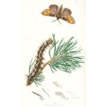 Curtis,J.British Entomology; being Illustrations and Descriptions of the Genera of Insect found in