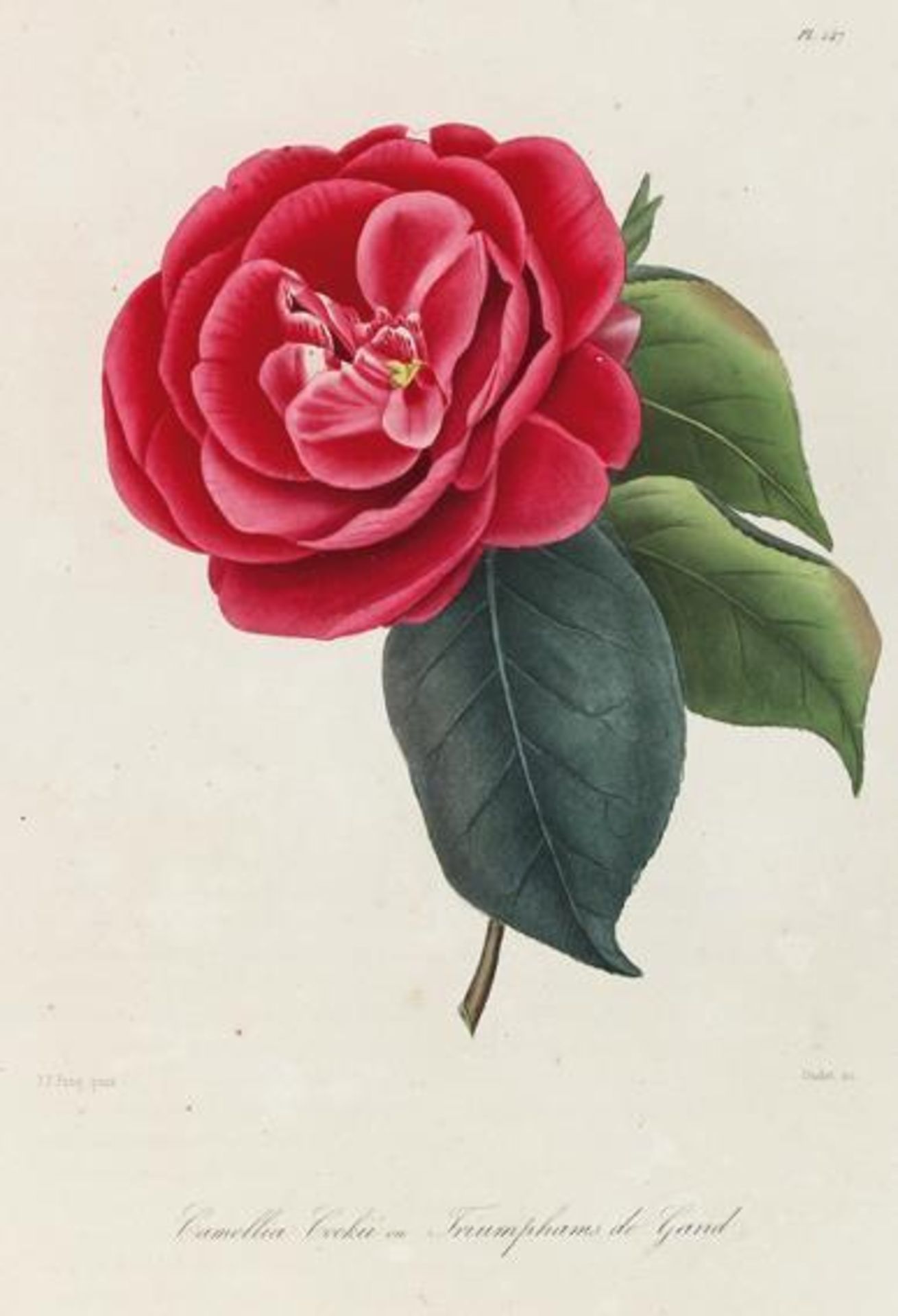 Berlese,L.Iconographie du genre camellia ou description et figures des camellia les plus belles et - Bild 2 aus 3