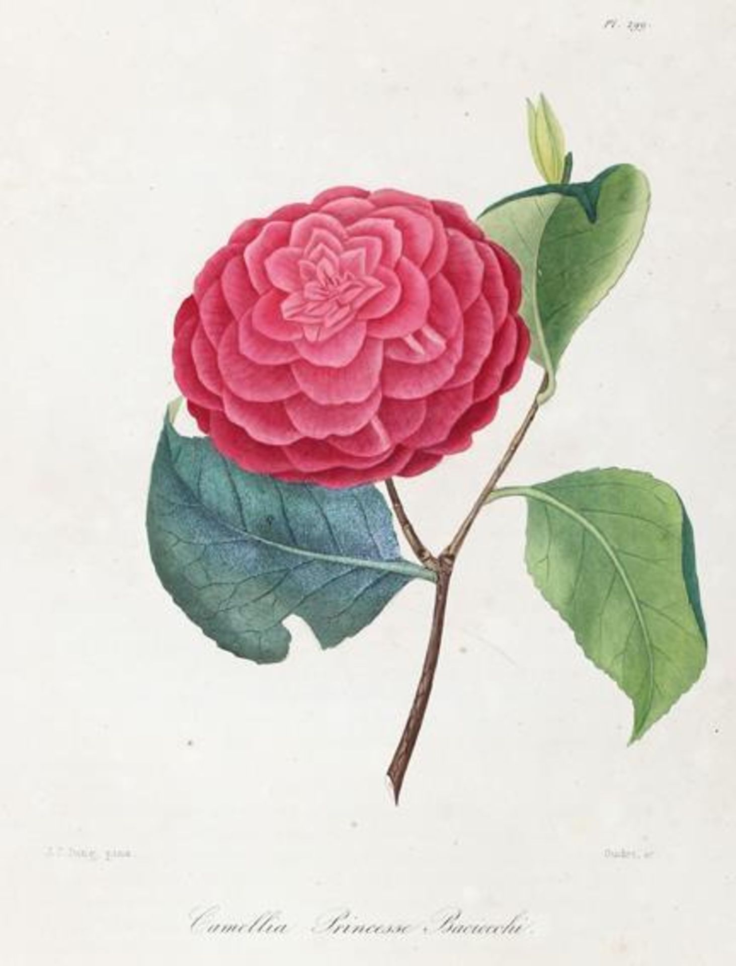 Berlese,L.Iconographie du genre camellia ou description et figures des camellia les plus belles et - Bild 3 aus 3