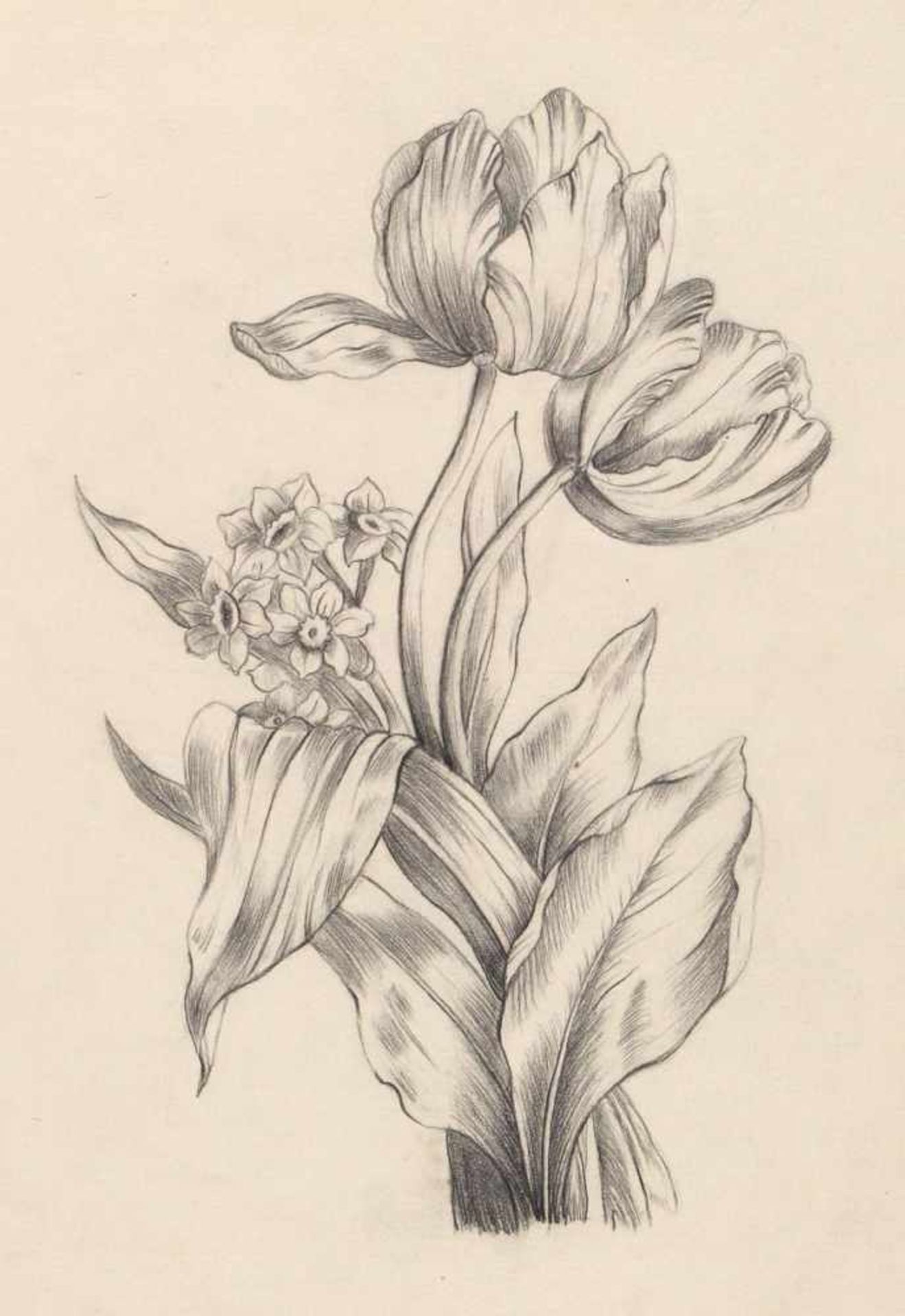 SechsBlatt mit Pflanzendarstellungen in Bleistift (3) u. Mischtechnik über Bleistift, m. Deckfarbe - Bild 2 aus 3