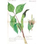 Sammlungvon 5 Bl. mit Pflanzendarstellungen. Anonyme Aquarelle, tls. mit Tuschzeichnungen, 1819-
