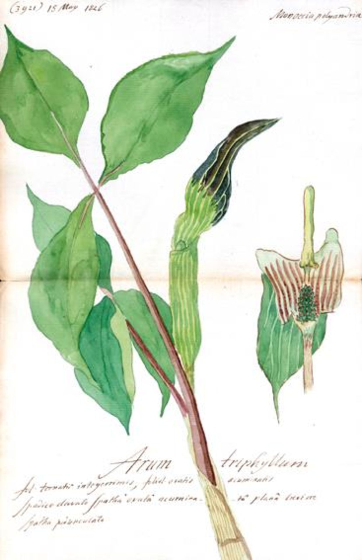 Sammlungvon 5 Bl. mit Pflanzendarstellungen. Anonyme Aquarelle, tls. mit Tuschzeichnungen, 1819-