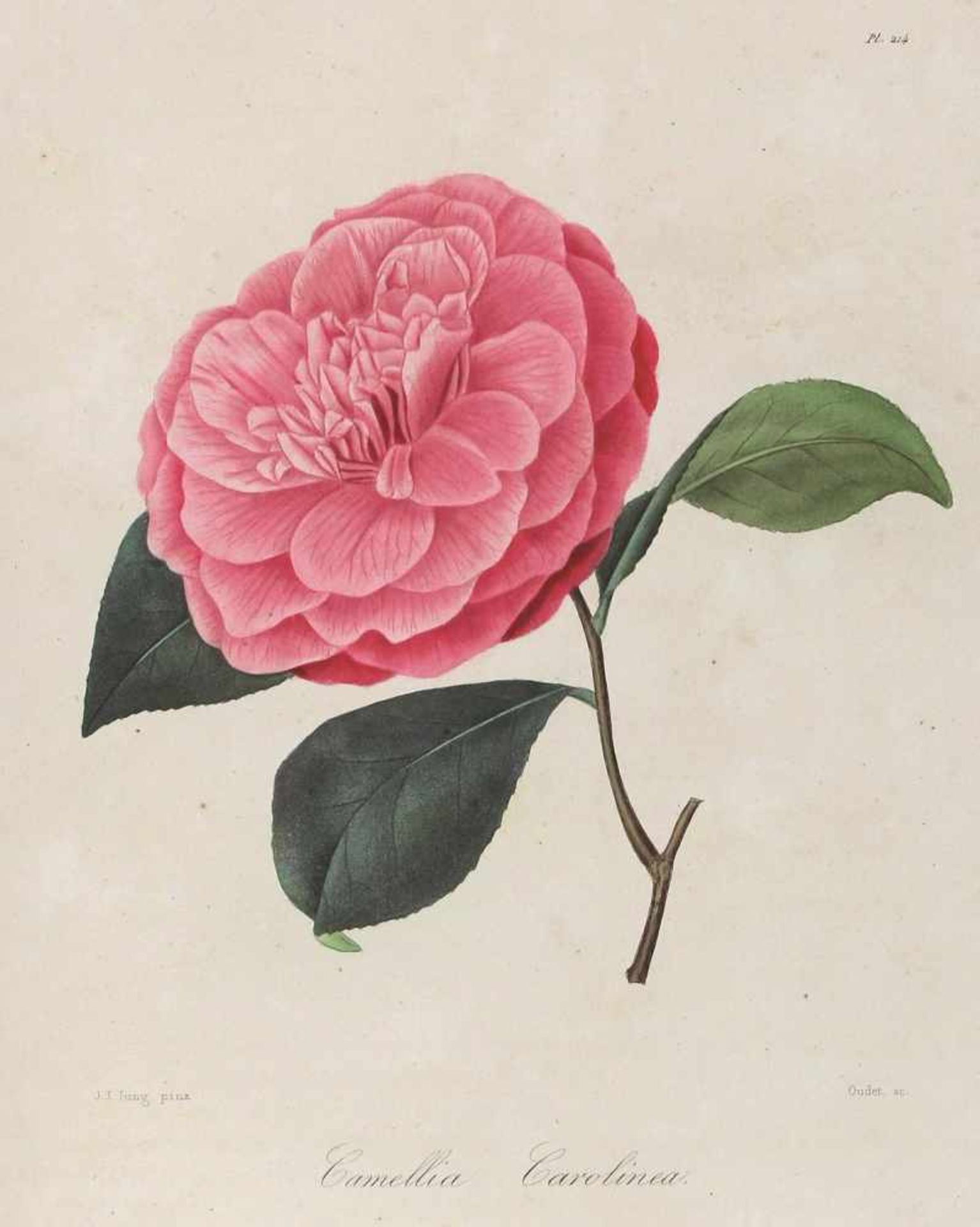 Berlese,L.Iconographie du genre camellia ou description et figures des camellia les plus belles et