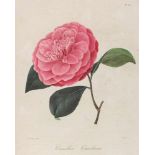 Berlese,L.Iconographie du genre camellia ou description et figures des camellia les plus belles et