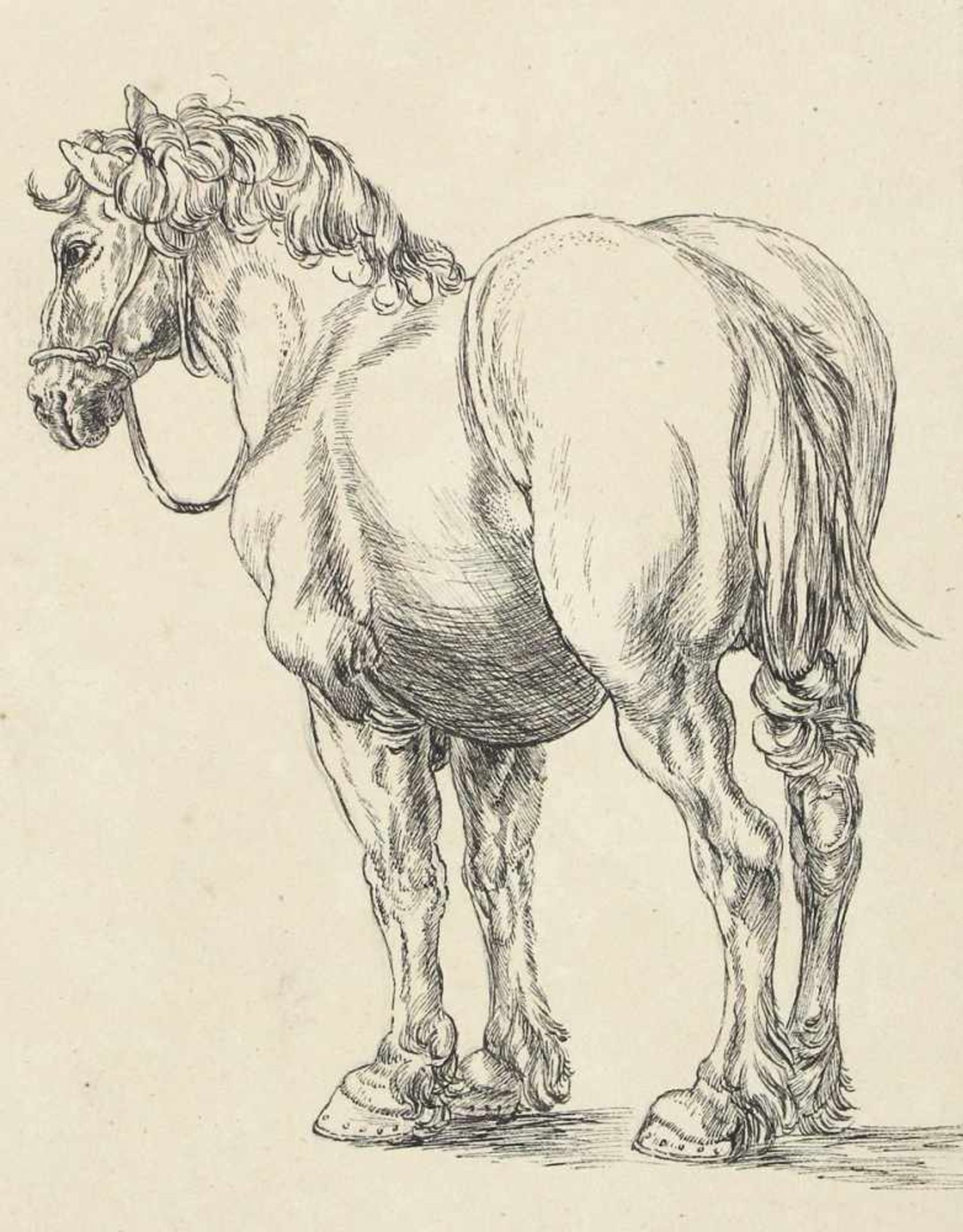 Dürer, Albrecht(1471 Nürnberg 1528) Kopie nach. Das große Pferd. Ohne den Ritter u. den Hintergrund.