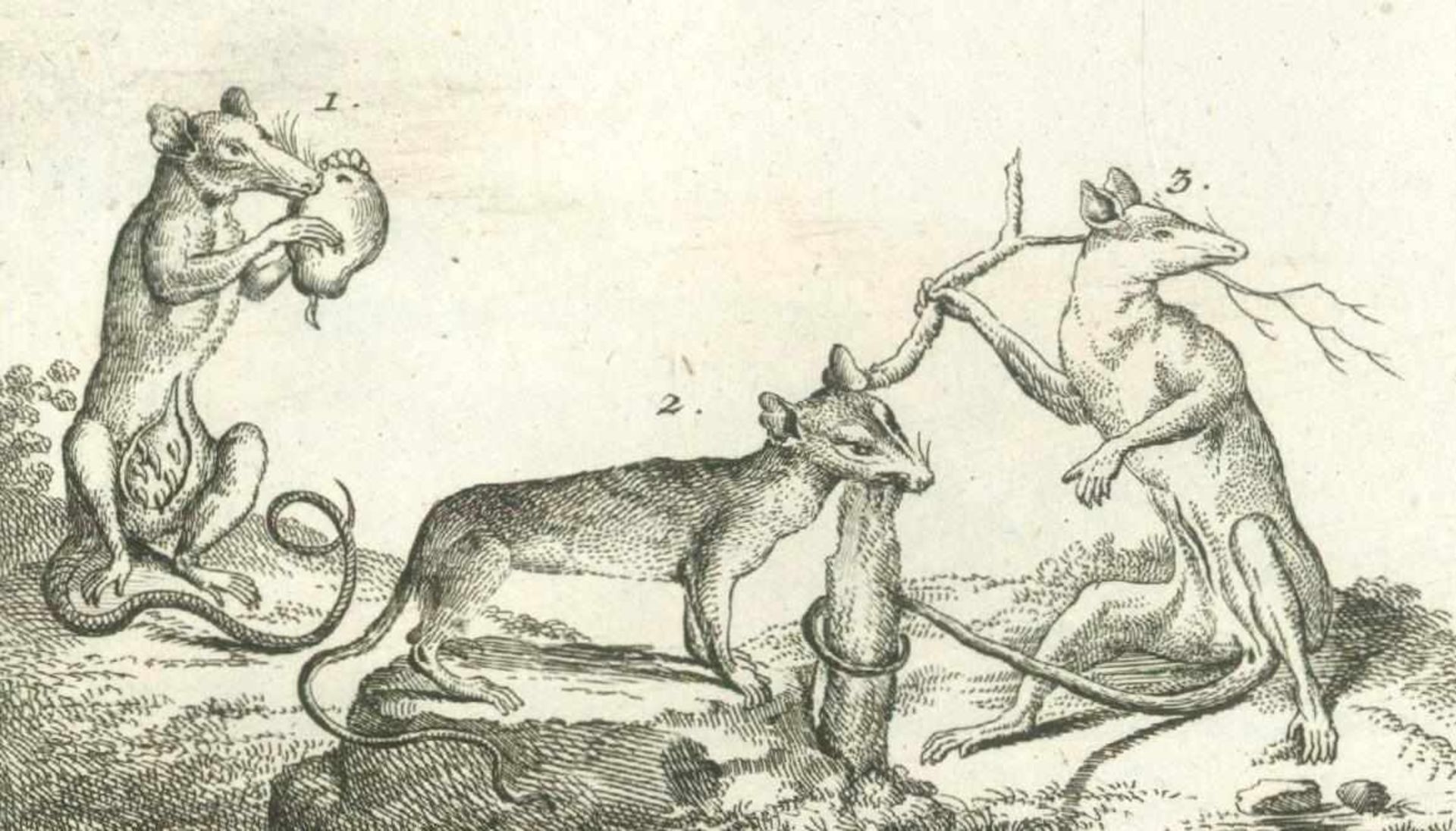 Riedel,G.F.Naturhistorische Abbildungen. Aus den besten grössern Werken ins kleine gezeichnet und