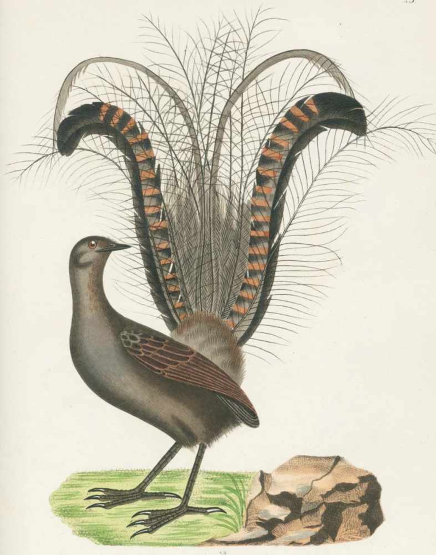 Schinz,H.R.Naturgeschichte der Vögel. 2. umgearb. Aufl. Zürich, Hanke 1854. Gr.4°. Mit 126 (davon