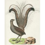 Schinz,H.R.Naturgeschichte der Vögel. 2. umgearb. Aufl. Zürich, Hanke 1854. Gr.4°. Mit 126 (davon