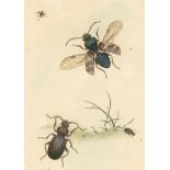 Donovan,E.The natural history of British insects. Bde. 1-3 (Tafelbde.). London, Selbstvlg. (