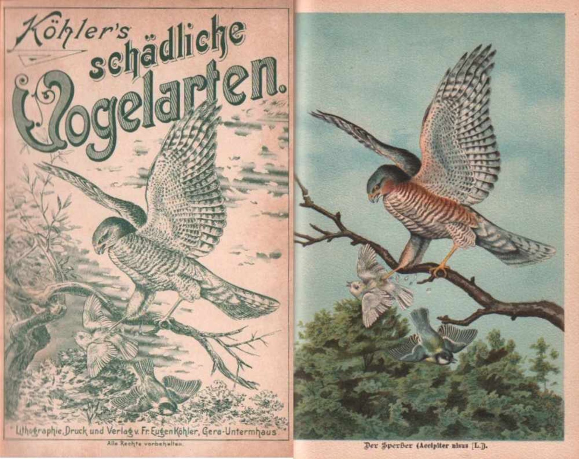 Köhler's schädliche Vogelarten.Gera - Untermhaus, Köhler, (1896). 8°. Mit 29 farbigen