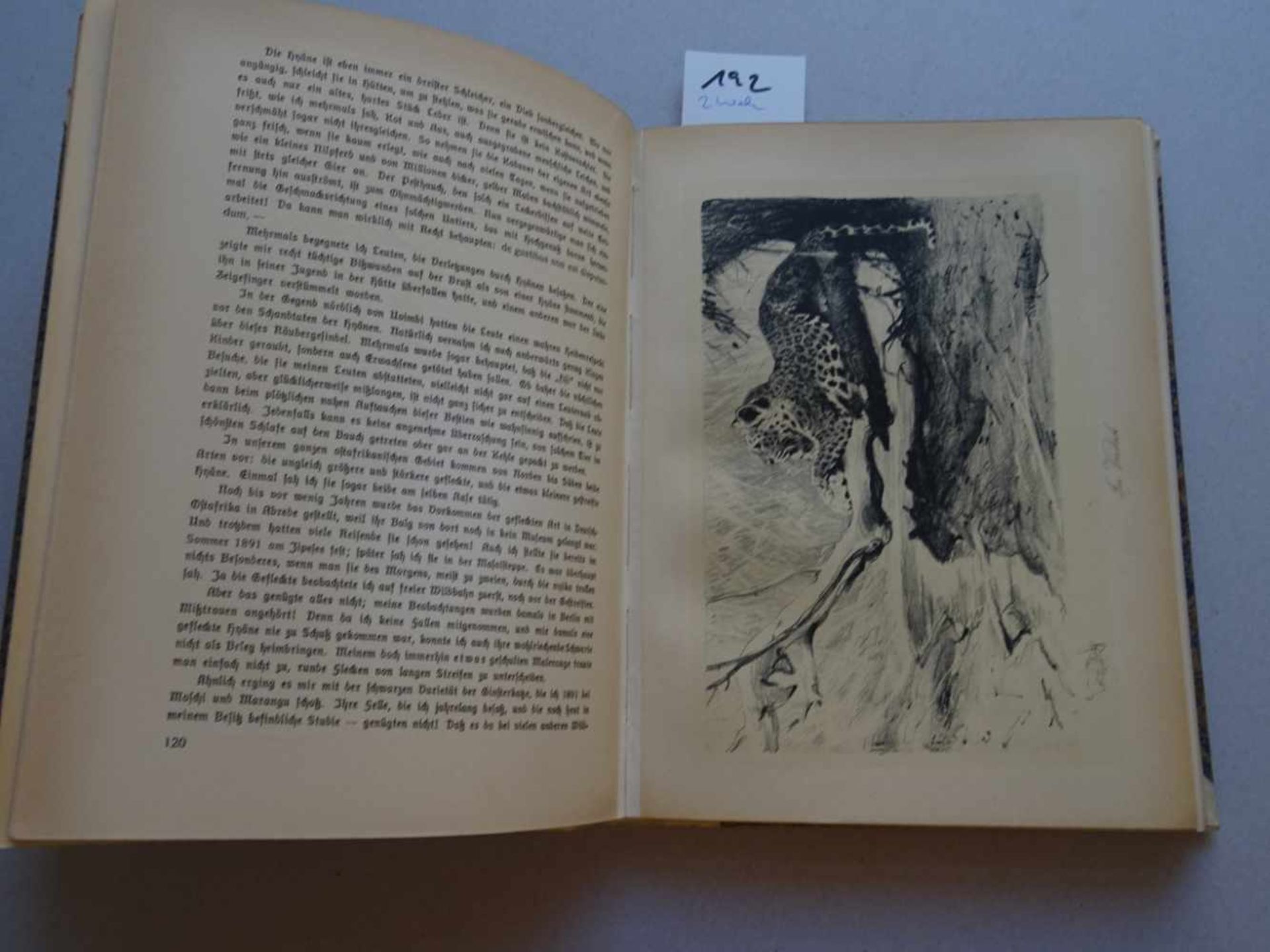 Afrika.- Kuhnert, W.Im Lande meiner Modelle. Leipzig, Klinkhardt u. Biermann, 1918. VI S., 1 Bl., - Bild 6 aus 7