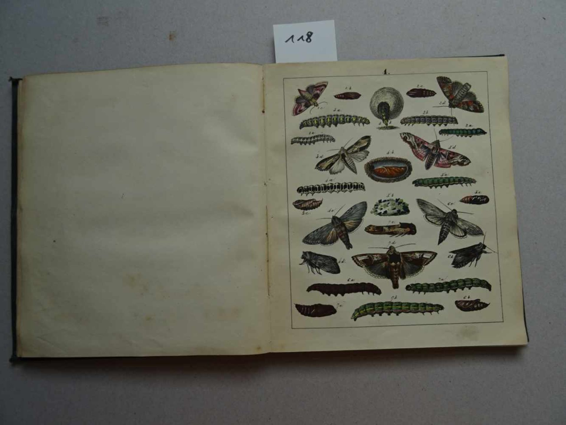 Berge, F.Schmetterlingsbuch oder allgemeine und besondere Naturgeschichte der Schmetterlinge mit - Bild 2 aus 3