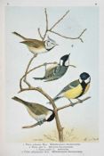 Naumann, J.A.Naturgeschichte der Vögel Mitteleuropas. Neu bearbeitet. Hrsg. v. C.R. Hennicke. 12