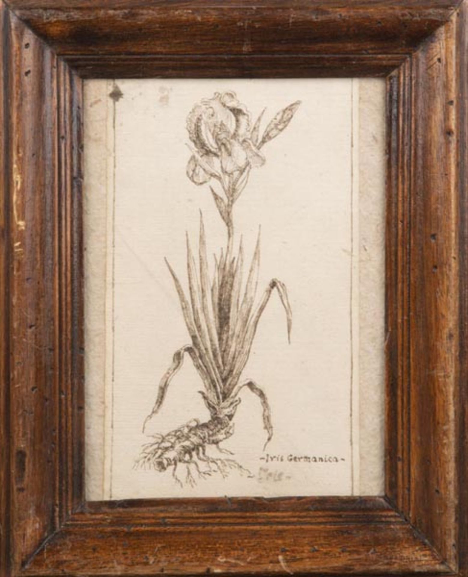 Maler des 18. Jhs. Iris Germanica. Tuschfederzeichnung, hi./Gl./gerahmt, 17,5 x 10,5 cm.