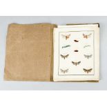 Maria Eleonara Hochecker (1761-1834)Maria Eleonara Hochecker (1761-1834), papillons, printed by