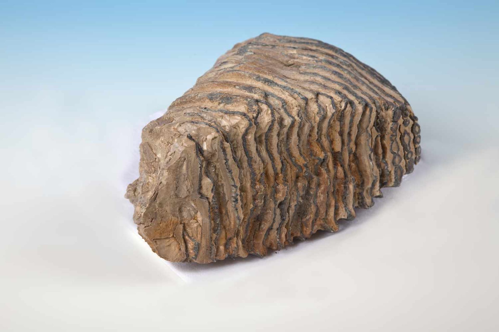Versteinerter Mammutzahn Backenzahn, konserviertes Präparat, ca. 22 cm;