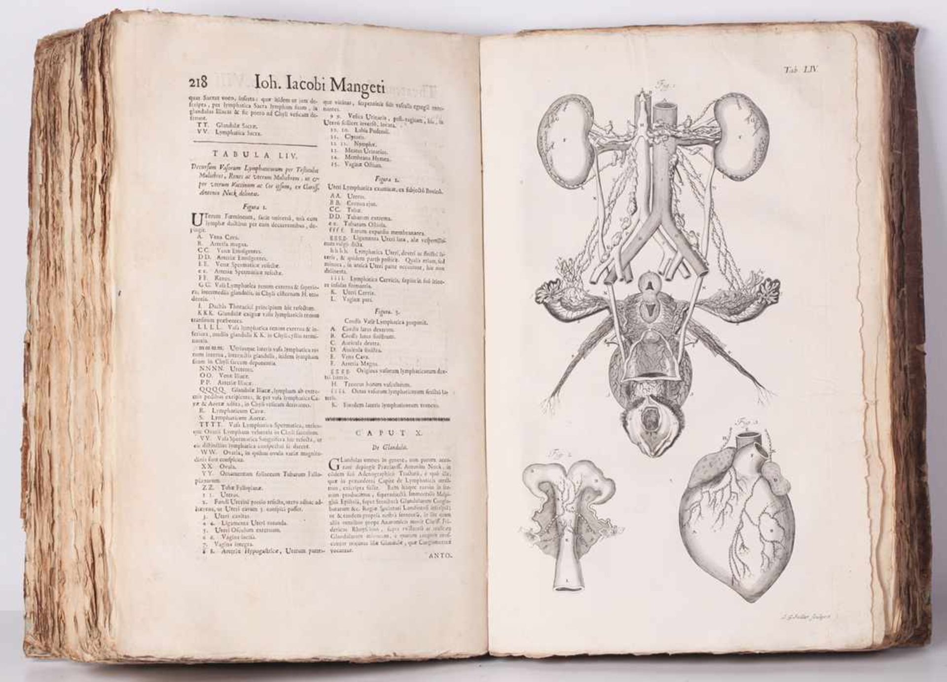 Joh. Jacobi Mangeti. Theatrum anatomicum: quô, non tantùm integra totius corporis humani in suas - Bild 3 aus 4