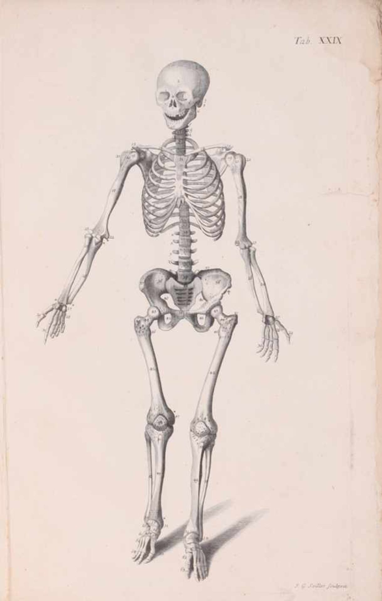 Joh. Jacobi Mangeti. Theatrum anatomicum: quô, non tantùm integra totius corporis humani in suas - Bild 2 aus 4