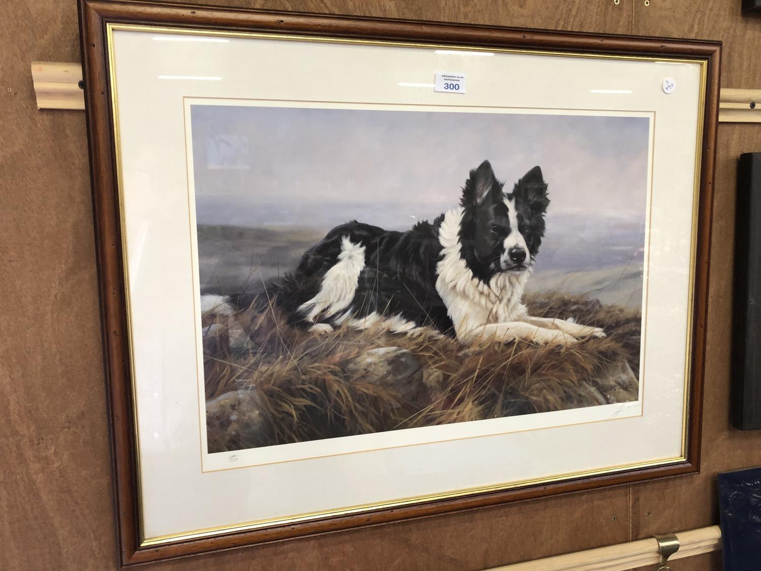 A PENCIL SIGNED LIMITED EDITION PRINT OF A BORDER COLLIE