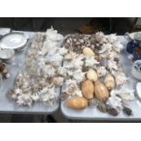 A LARGE COLLECTION OF ASSORTED SHELLS