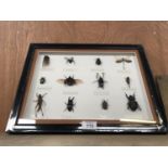 A MODERN FRAMED INSECT PICTURE