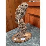 A TAXIDERMY LITTLE OWL ON TREE TRUNK STAND