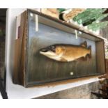 A TAXIDERMY 17 1/2 POUND PIKE IN GLASS DISPLAY CASE, CAUGHT IN 1948 IN TABLEY MERE