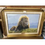 A LIMITED EDITION PRINT GILT FRAMED PRINT OF A LION BY STEPHEN GAYFORD, TITLED 'ARROGANCE' NUMBER