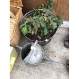 A VINTAGE METAL BUCKET (PLANTED) AND A VINTAGE WATERING CAN
