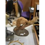 A VINTAGE TAXIDERMY MODEL OF A SQUIRREL ON BASE