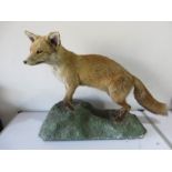 A taxidermy fox