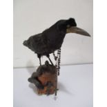 A taxidermy crow standing on top of a wooden carved skull with snake entwined