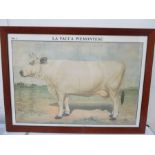 A large framed print "La Vacca Piemontese" 78cm x 108cm