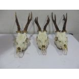 Three Roe deer skulls with antlers