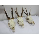 Three Roe deer skulls with antlers