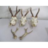 Three roe deer skulls with antlers