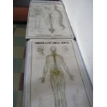Two vintage medical charts- Chiropractic Spinal Nerves and Osteological Anatomy, circa 1980