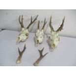 Three roe deer skulls with antlers