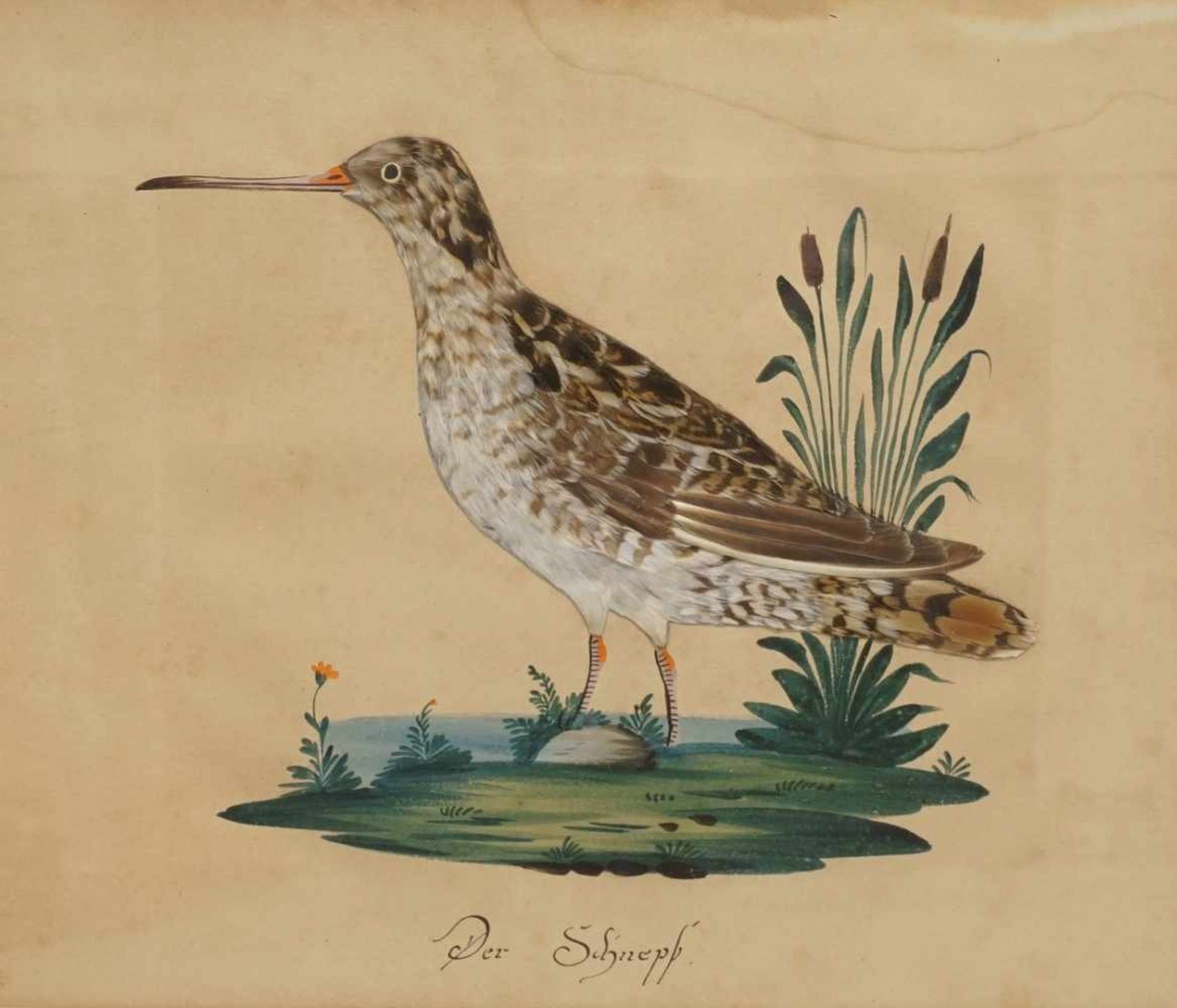 Unbekannter Maler, "Der Schnepf"Aquarell/Papier, um 1820, im Blatt bezeichnet, zusätzlich mit echten