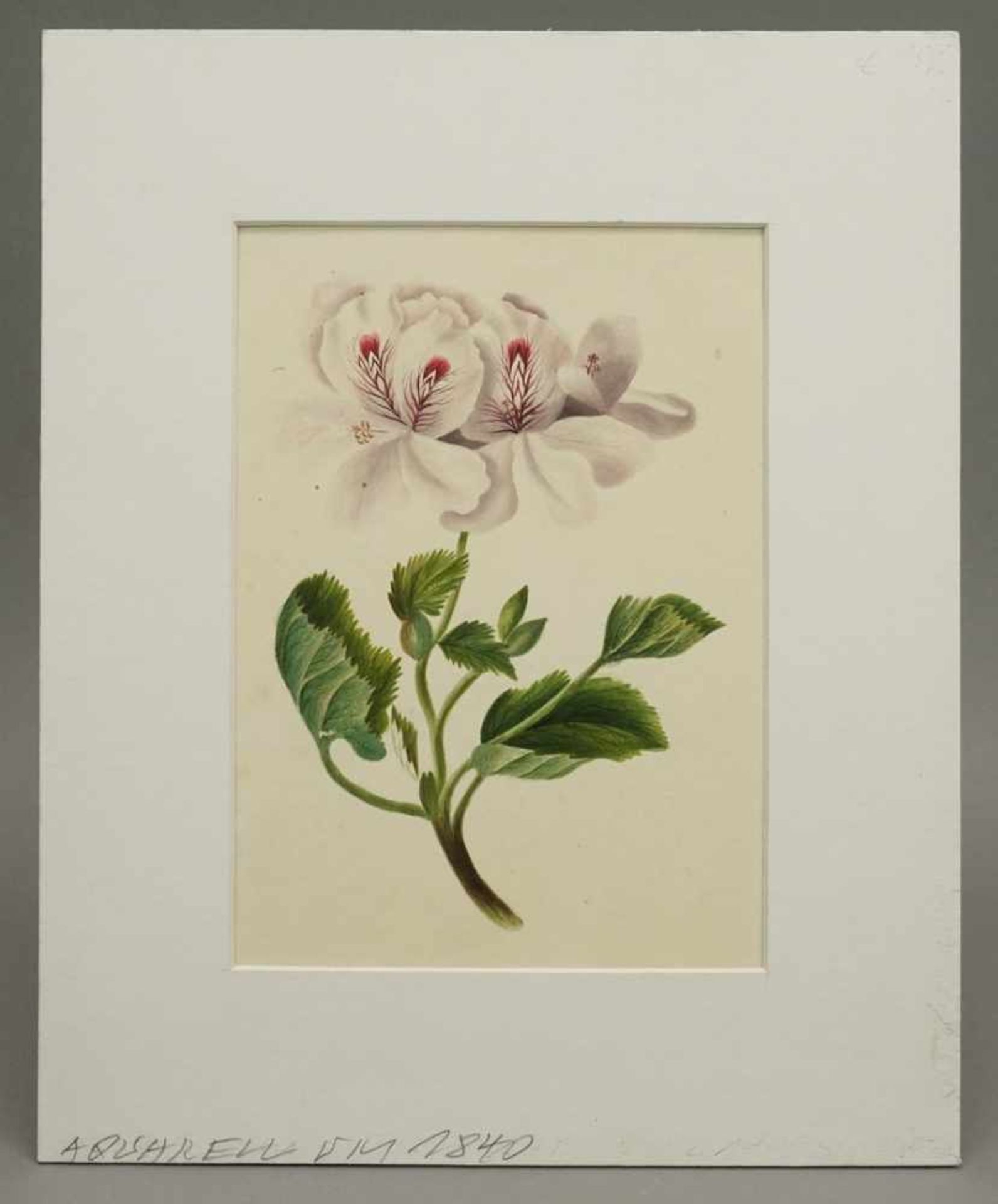 Unbekannter Künstler, "Blume"Aquarell/Papier, um 1840, altersgemäß guter Zustand, Darstellung 17 x - Bild 2 aus 3