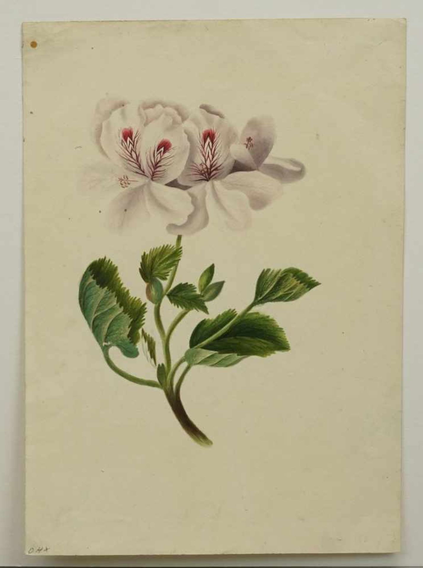 Unbekannter Künstler, "Blume"Aquarell/Papier, um 1840, altersgemäß guter Zustand, Darstellung 17 x - Bild 3 aus 3