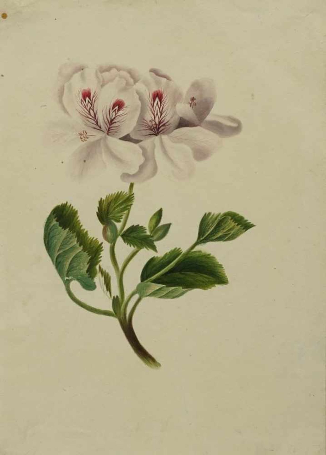 Unbekannter Künstler, "Blume"Aquarell/Papier, um 1840, altersgemäß guter Zustand, Darstellung 17 x