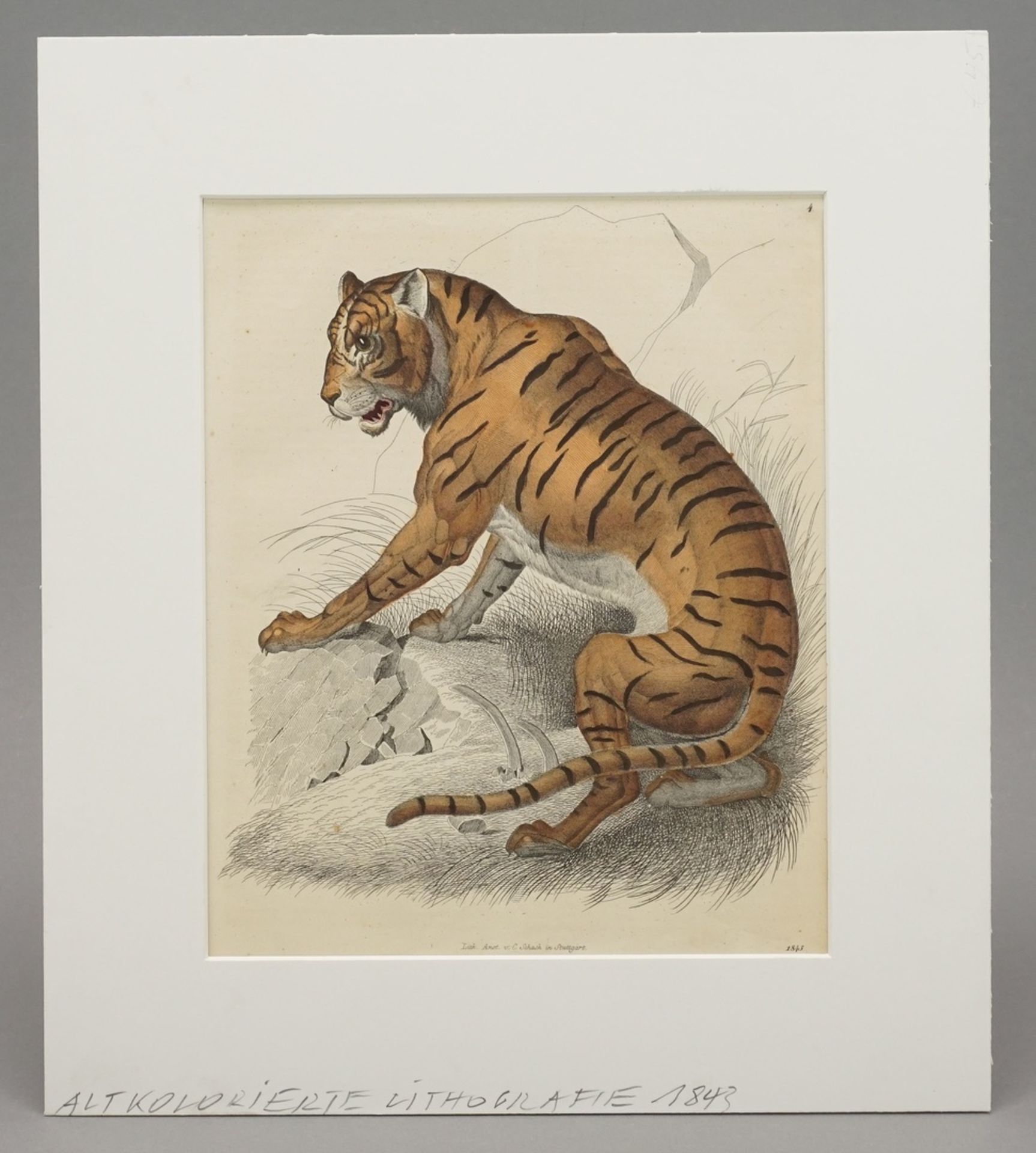 Unbekannter Künstler, "Sitzender Tiger"altkolorierte Lithografie/Papier, datiert 1843, herausgegeben - Image 2 of 3